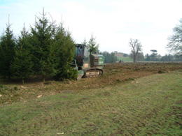 Forestry clearance using forestry mulcher