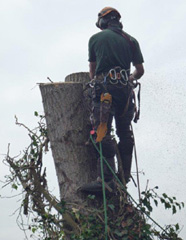 Tree Felling